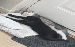Domestic Shorthair cats for sale: Kind Homes Only – 4 Beautiful Healthy Kittens in Edgware - Image 32