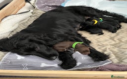 Cocker Spaniel dogs for sale: 🐾Working cocker spaniel puppies🐾 - Image 2