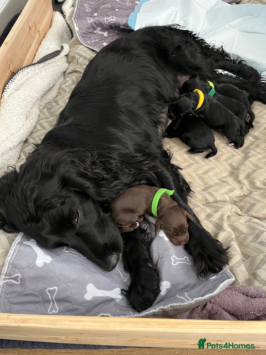 Cocker Spaniel dogs for sale: 🐾Working cocker spaniel puppies🐾 - Image 2