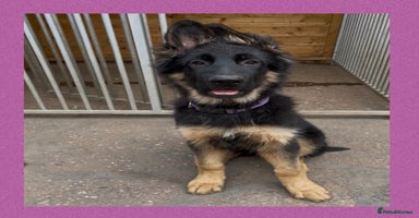 German Shepherd dogs - Advert 9