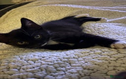 British Shorthair cats for sale: Beautiful loving Black/white rescued girl Kitten - Image 3