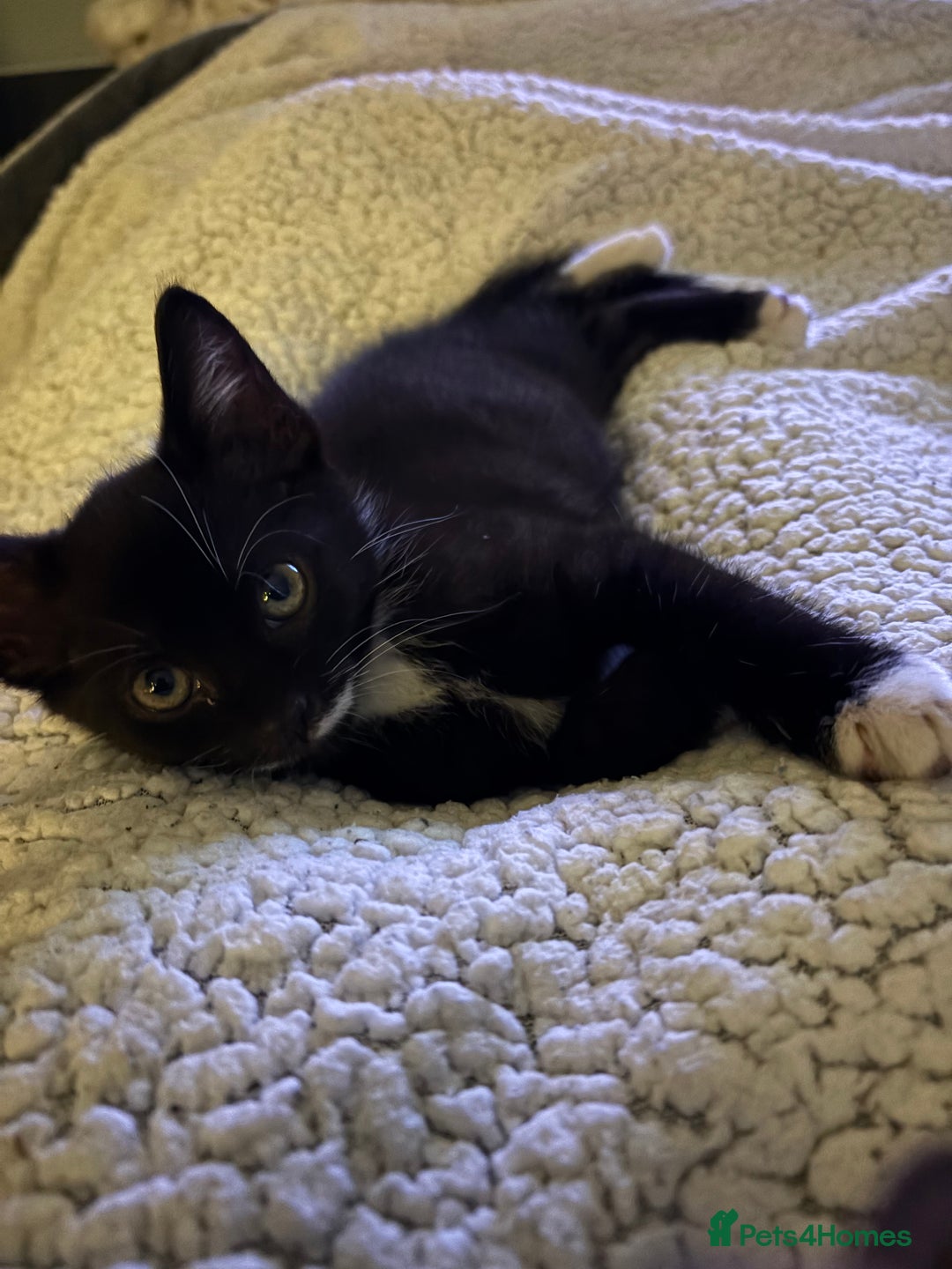 British Shorthair cats for sale: Beautiful loving Black/white rescued girl Kitten - Image 3