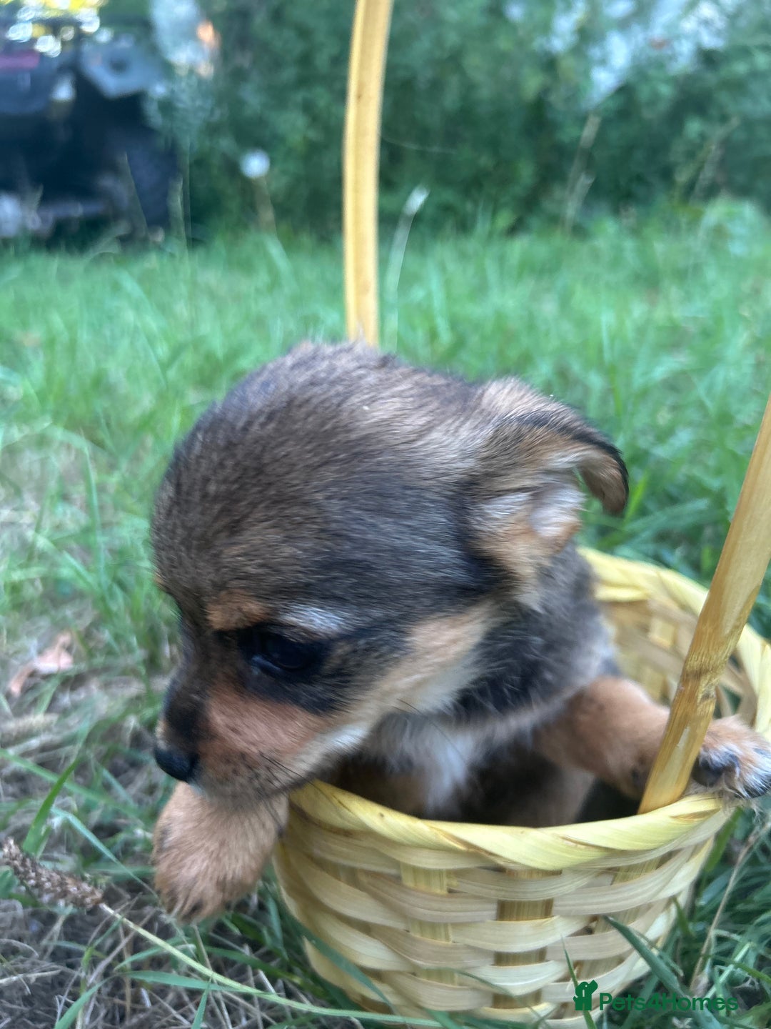Mixed Breed dogs for sale: Six beautifully marked and coloured puppies  - Image 3