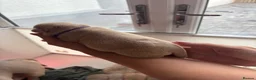 American Bully dogs for sale: Pocket Bullys  - Advert 10