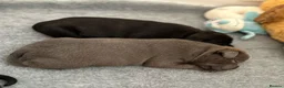 Staffordshire Bull Terrier dogs for sale: Blue Brindle Staffordshire bull terrier Puppies - Advert 4