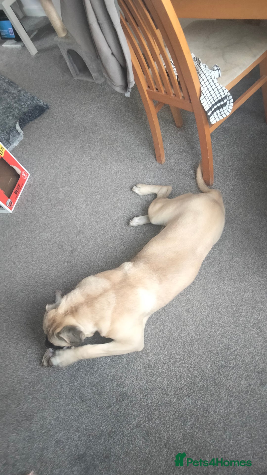 Mixed Breed dogs for sale: AMERICAN BULLDOG MIX FOR SALE ASAP - Image 5