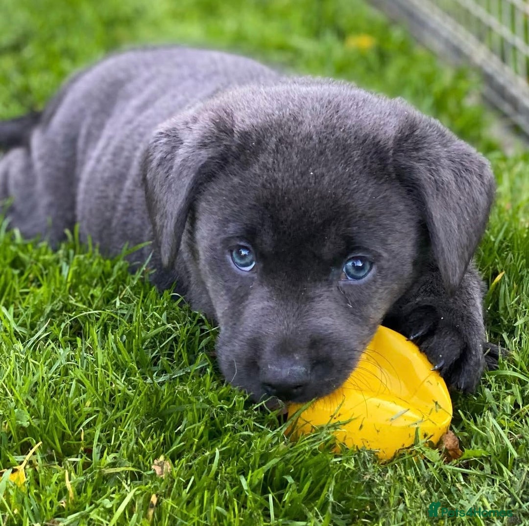 Labrador Retriever dogs for sale: BEAUTUFUL CHUNKY CHARCOAL & CHAMPAGNE LABS - Image 3