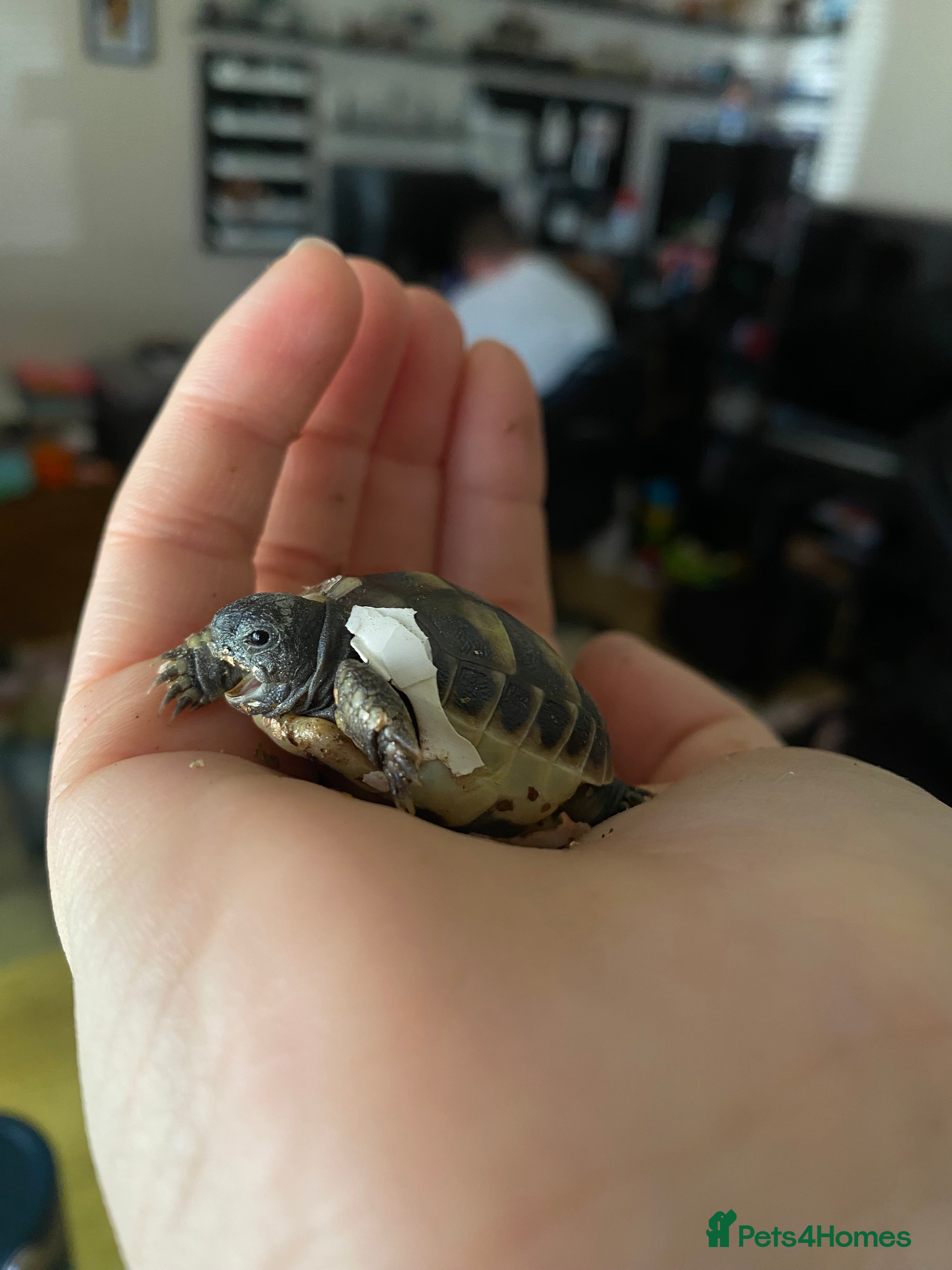 Hermann Tortoise reptiles Herman tortoises  - Advert 8