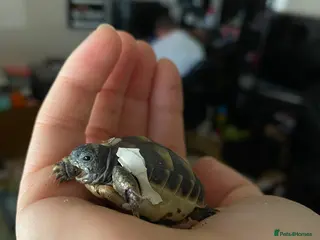 Hermann Tortoise reptiles Herman tortoises - Advert 1
