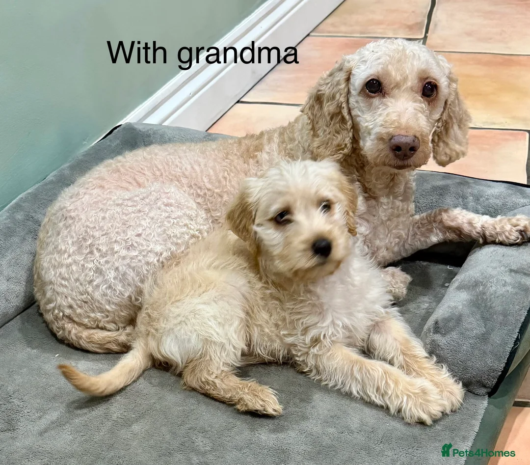 Labradoodle dogs for sale: Miniature Labradoodle from experienced breeder  - Advert 3