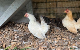 Chickens poultry for sale:  2 Female Serama Chickens + Nearly-New Grey Coop - Advert 2