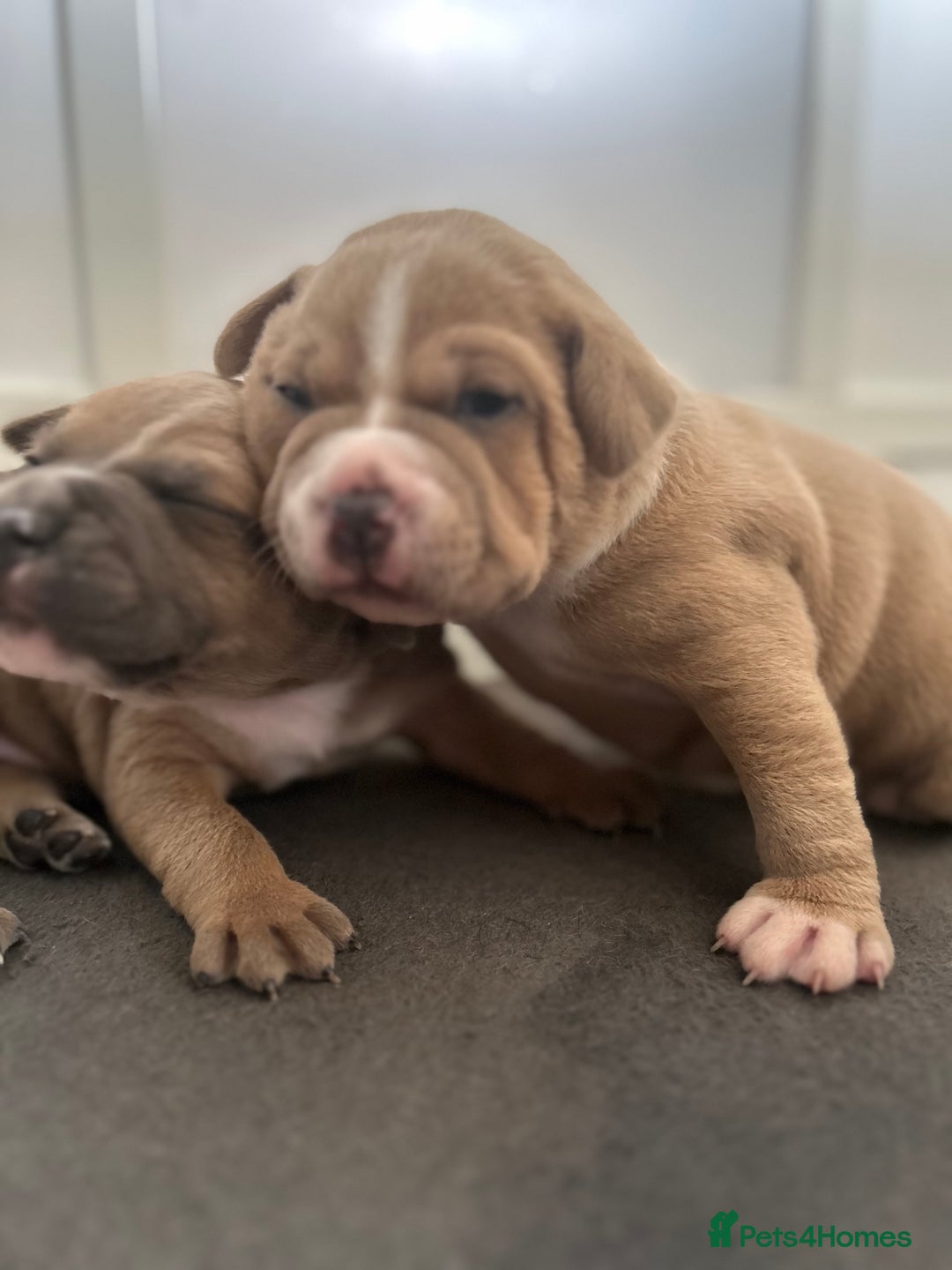 Staffordshire Bull Terrier dogs for sale: KC REG STAFFORDSHIRE BULL TERRIER PUPS - Image 5