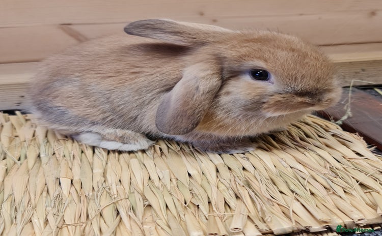 Mini Lop rabbits - Advert 1