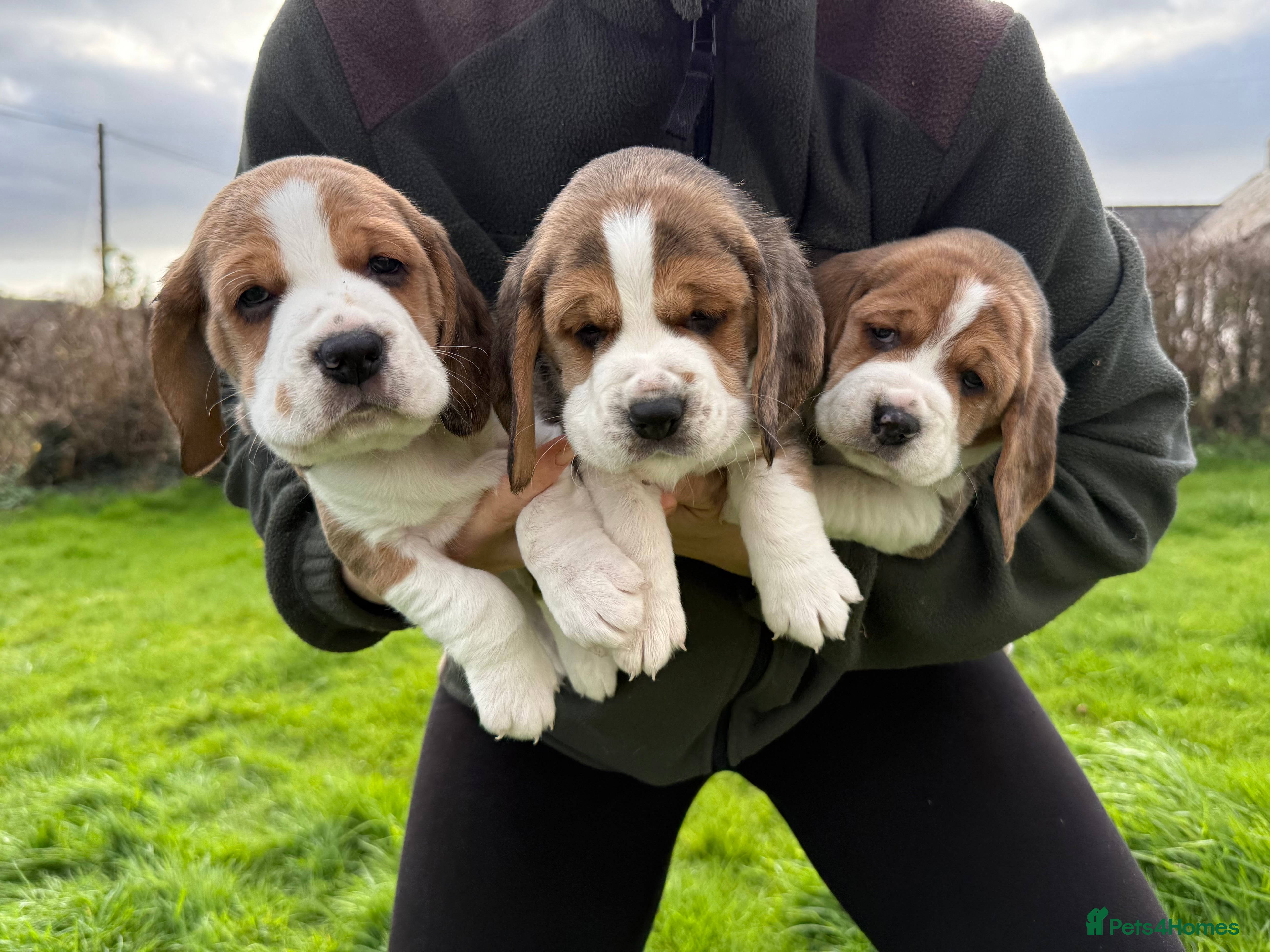 Beagle dogs Beautiful Pedigree Tri Colour Beagle Puppies - Advert 1
