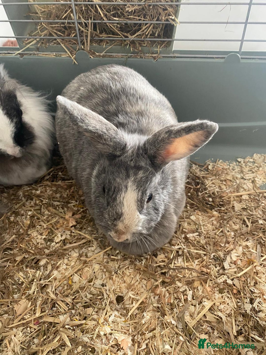 Lionhead rabbits for sale: Rabbits- free to a good home  - Image 1