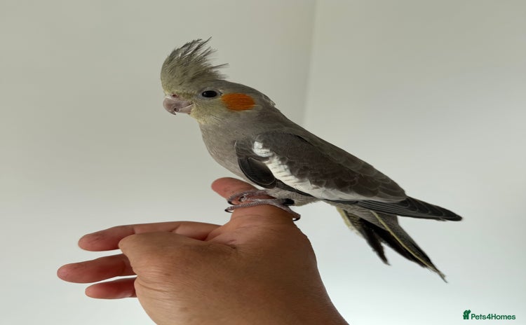 Cockatiels birds - Advert 6