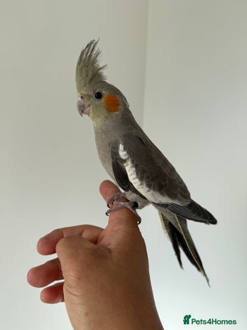 Cockatiels birds - Advert 3