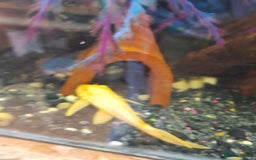 Gecko reptiles for sale: Geckos Fish Frogs full setups - Image 16