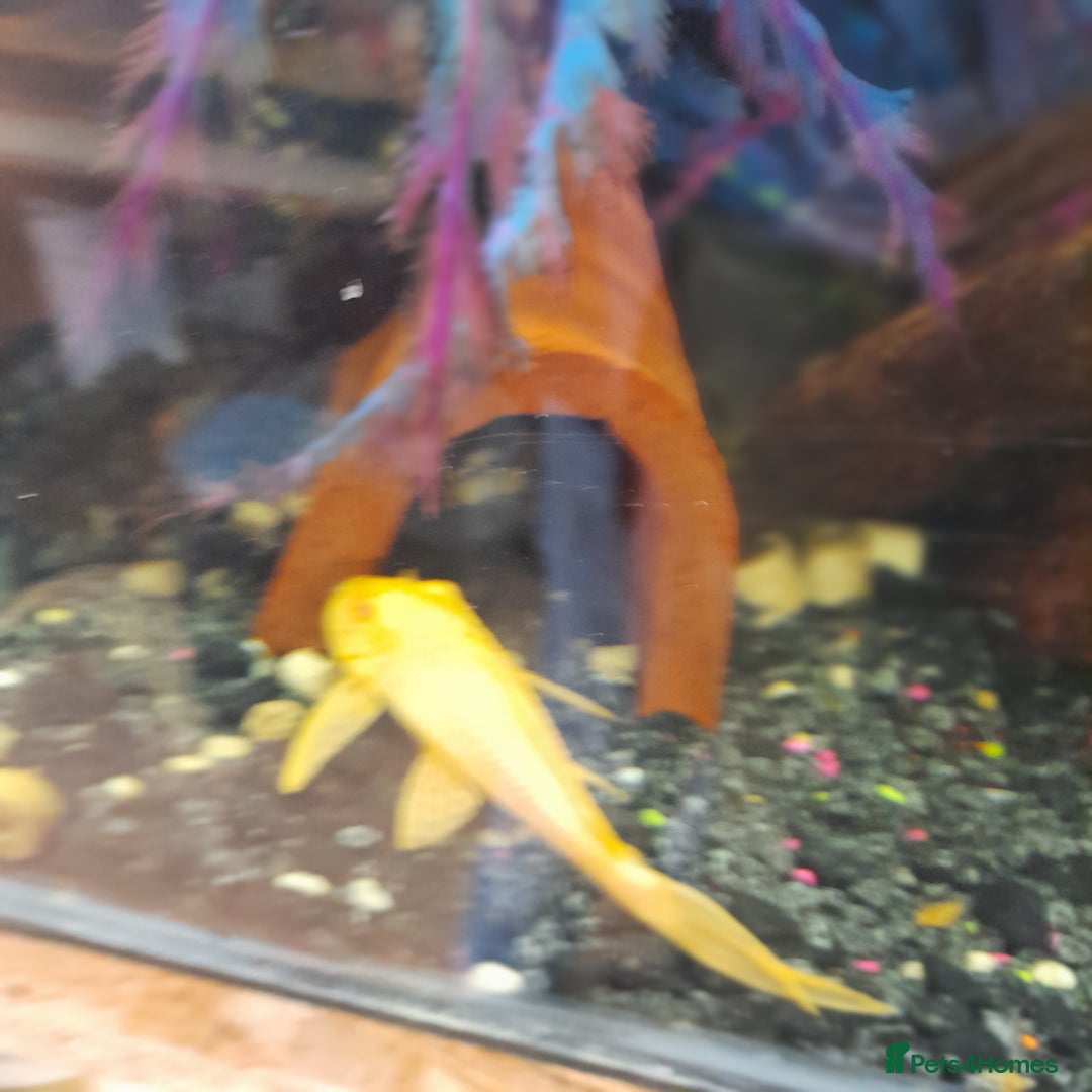Gecko reptiles for sale: Geckos Fish Frogs full setups - Image 16