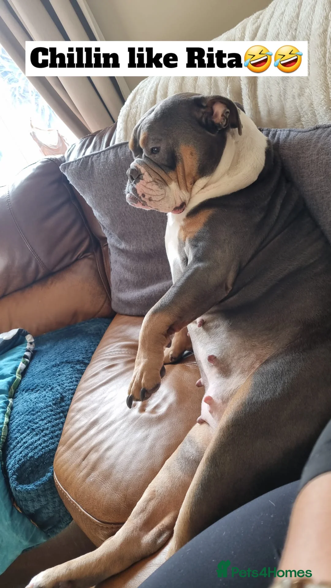 English Bulldog dogs for sale: Rita 6 year old bulldog - Advert 4