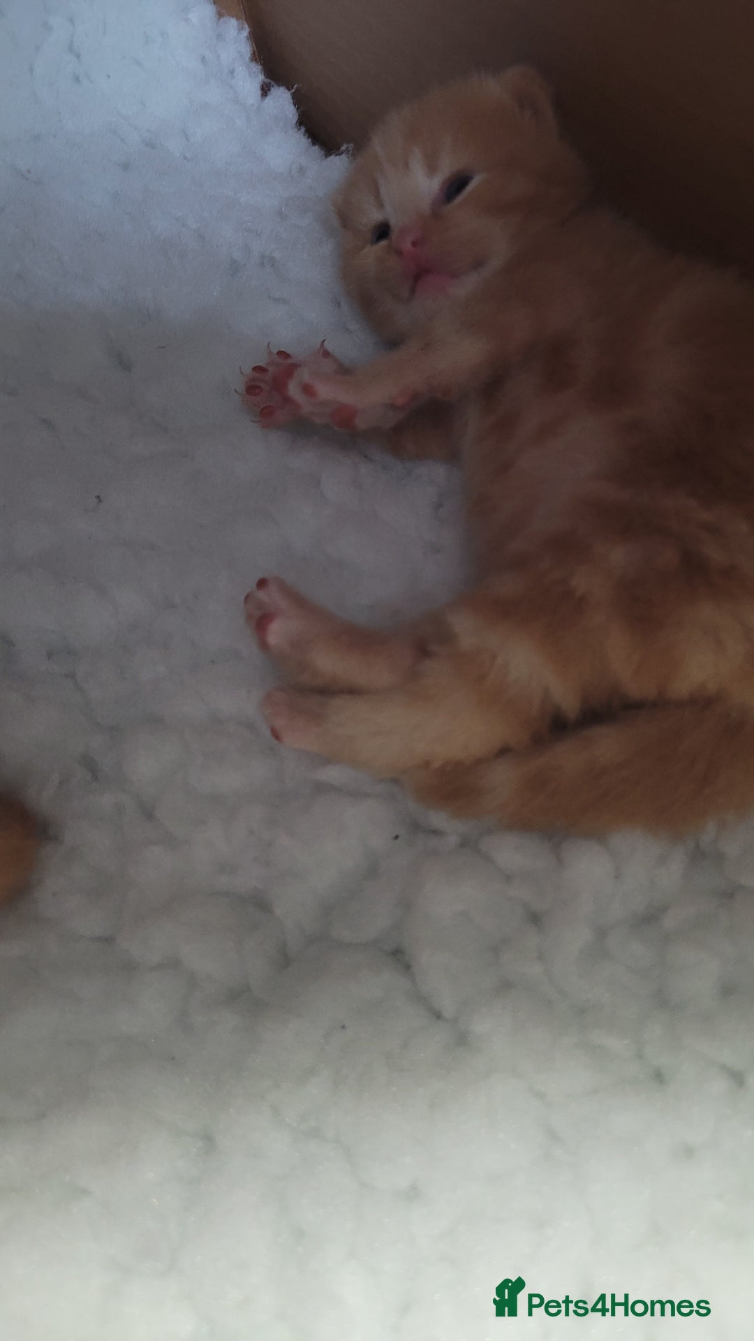 British Shorthair cats for sale: 3 stunning bsh kittens  - Image 4