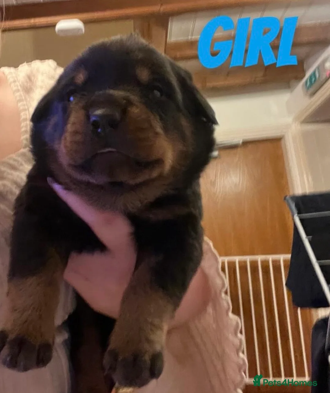 Rottweiler dogs for sale: Beautiful Rottweiler puppies for sale  - Advert 9