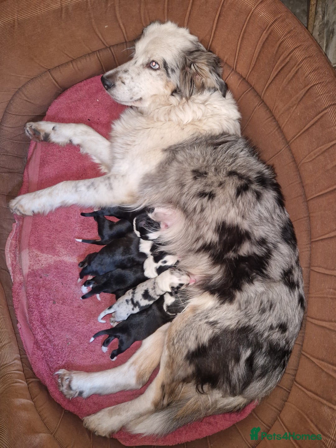 Border Collie dogs for sale: Beautiful Border Collies - Gloucestershire - Advert 1