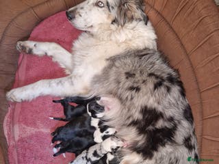 Border Collie dogs Beautiful Border Collies - Gloucestershire - Advert 16