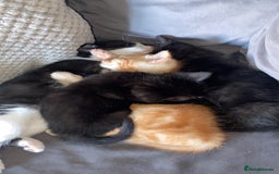 Domestic Shorthair cats for sale: 4 adorable kittens.  - Advert 4