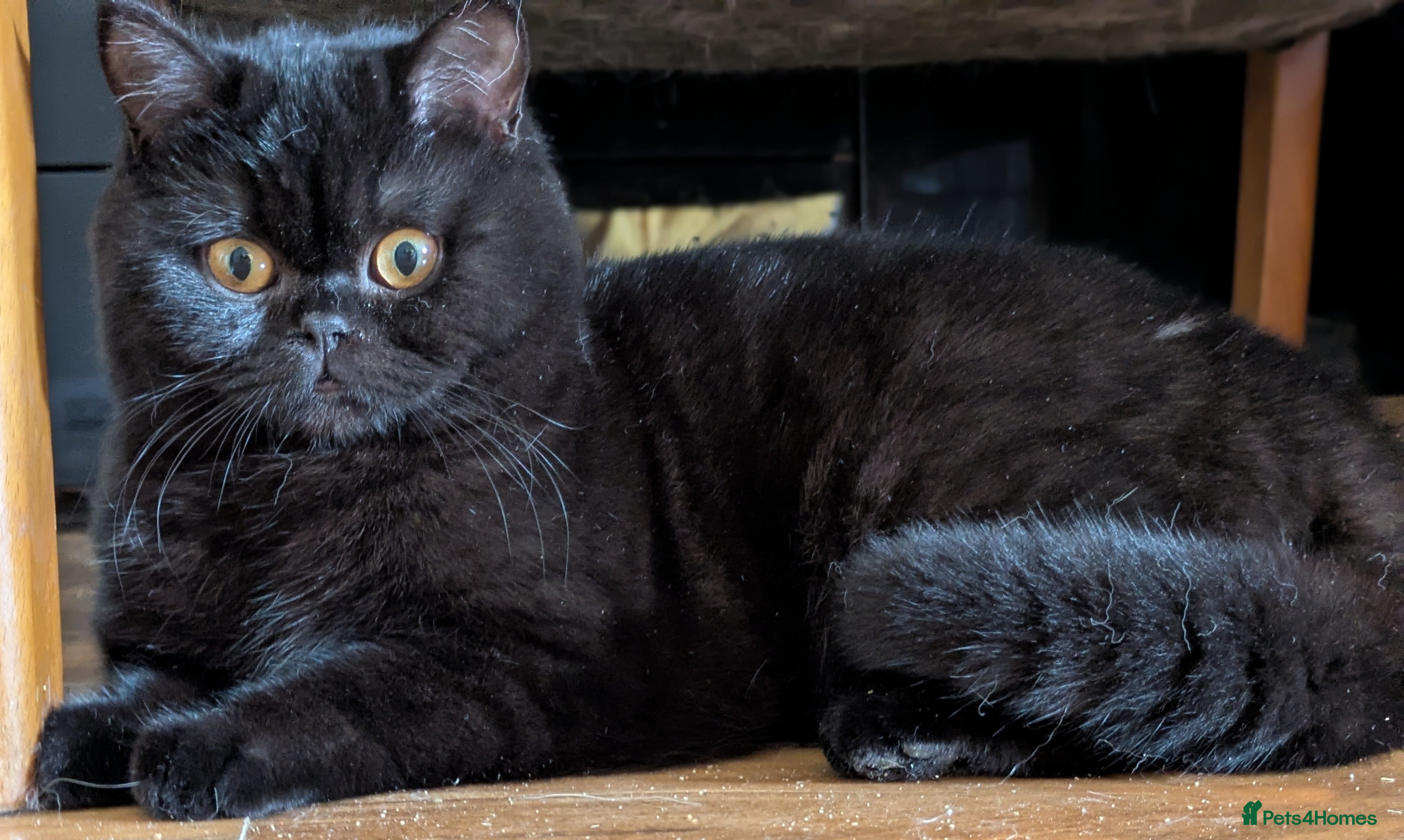 British Shorthair cats Gccf kitten. Ready now  - Advert 1