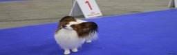 Papillon dogs for stud: ♥STUD♥ Papillon in Kettering - Advert 6