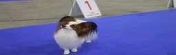 Papillon dogs for stud: ♥STUD♥ Papillon in Kettering - Advert 6