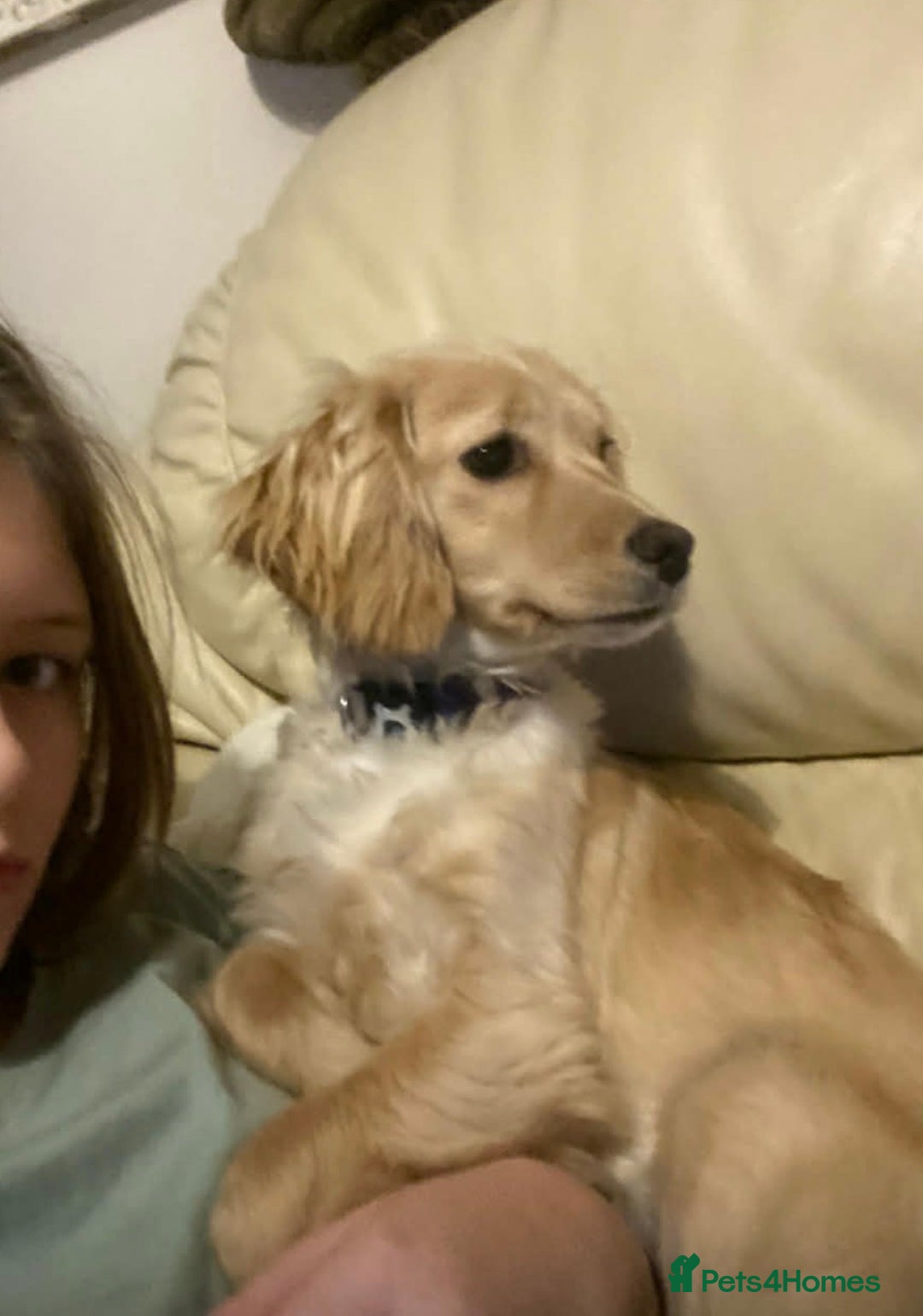 Cockapoo dogs for sale: Beautiful cockapoo puppy - Advert 6