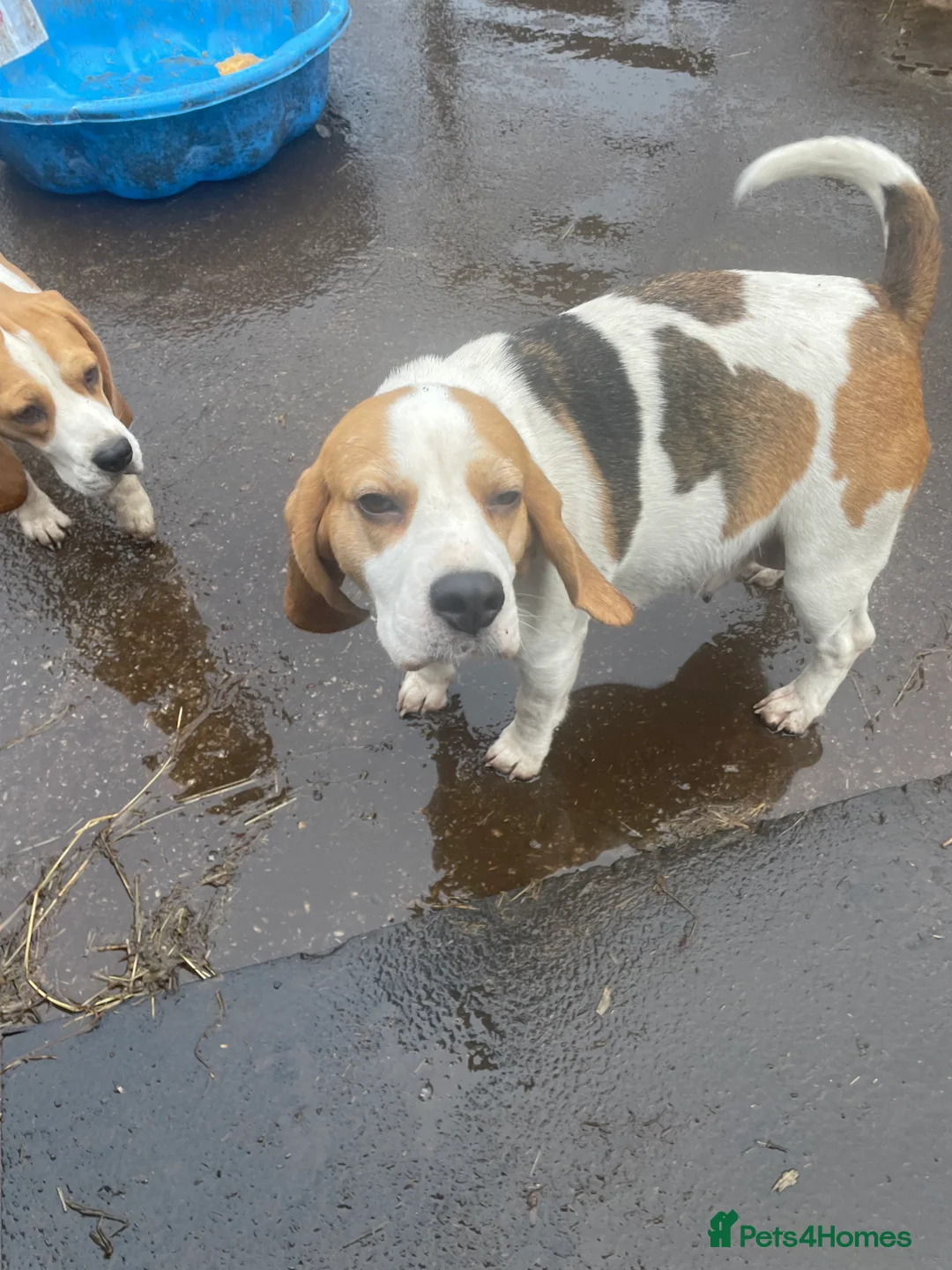 Beagle dogs for sale: Kc pups due Feb ready april - Advert 2