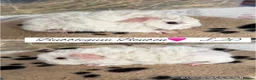 Guinea Pig rodents for sale: Pet guinea pigs  - Advert 8