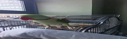 Parrots birds for sale: Lovely Talking Male Alexandrine Parrot in Birmingham - Advert 1