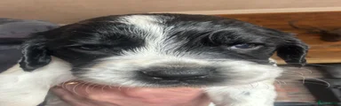 English Springer Spaniel Puppy 3