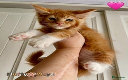 Maine Coon cats for sale: 🐾🦁 *TICA REG* GINGER MAINE COON KITTENS🦁🐾 - Image 16