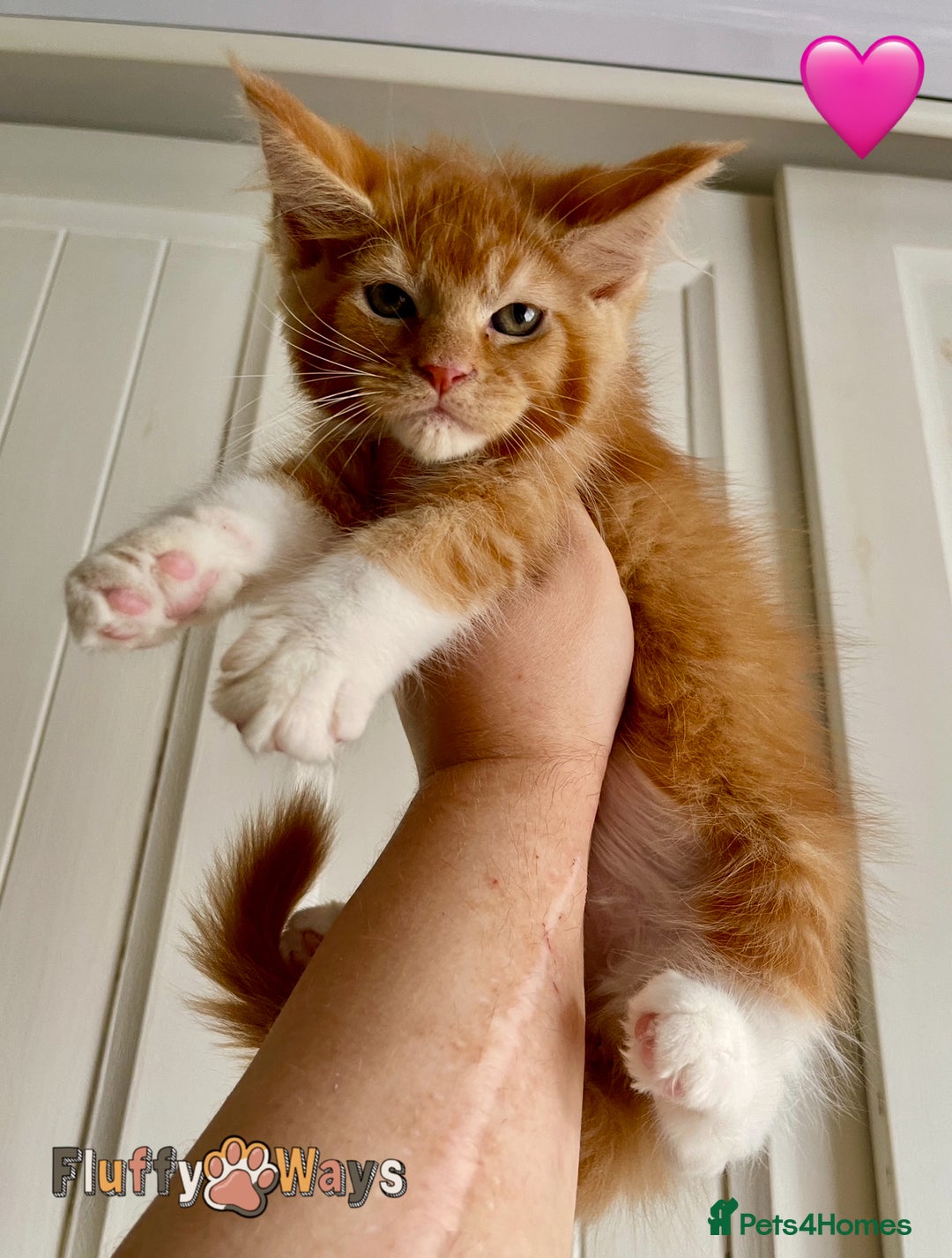 Maine Coon cats for sale: 🐾🦁 *TICA REG* GINGER MAINE COON KITTENS🦁🐾 - Image 16