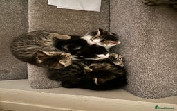 Mixed Breed cats for sale: Kittens for sale ready to go now   - Image 7