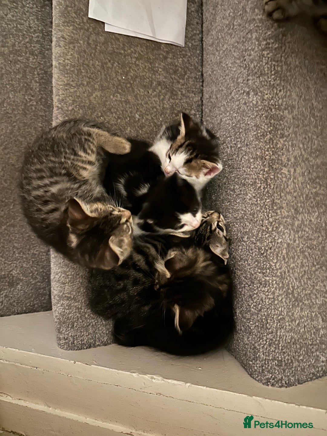 Mixed Breed cats for sale: Kittens for sale ready to go now   - Image 7
