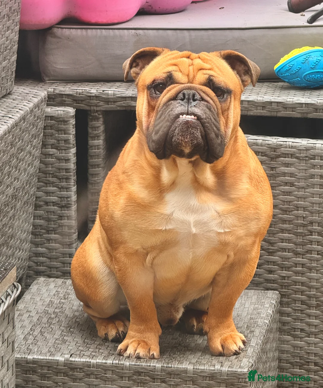 English Bulldog dogs for stud: BANKSY BOY - Advert 2
