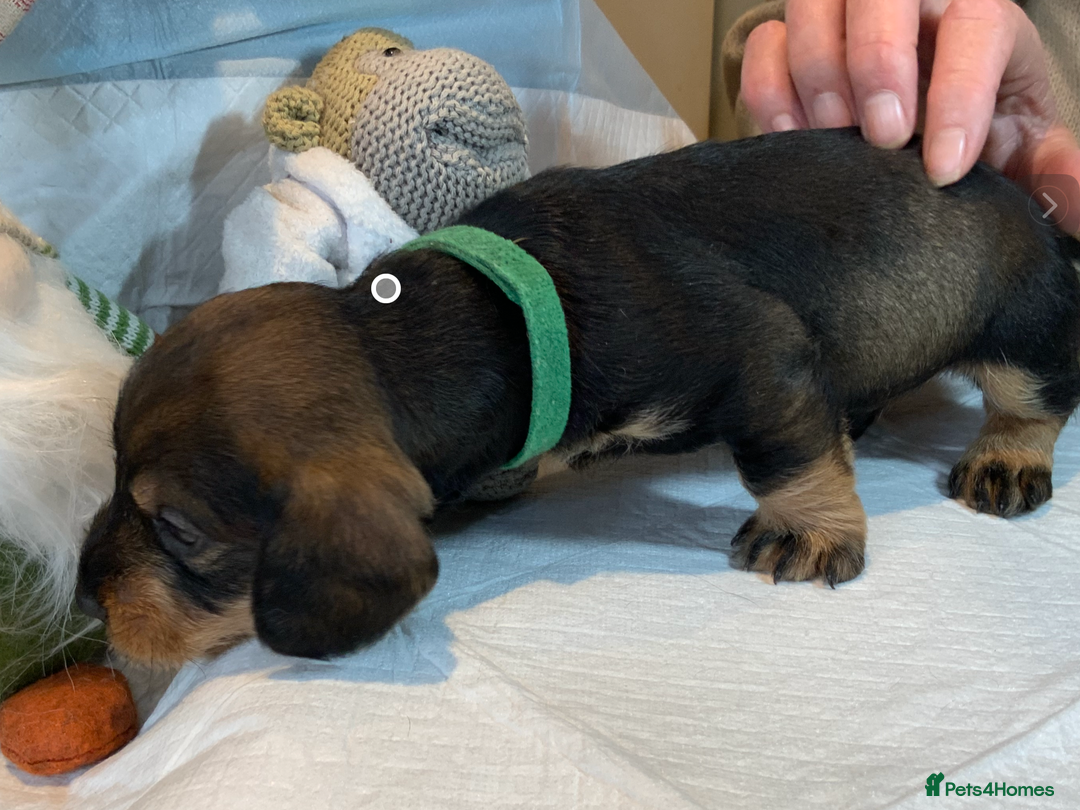 Dachshund dogs for sale: KC reg Standard Wire Haired Dachshunds - Image 9