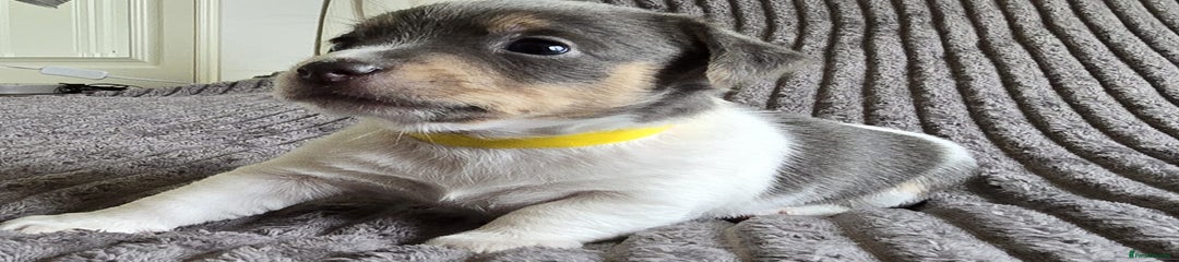 Jack Russell Puppy 5