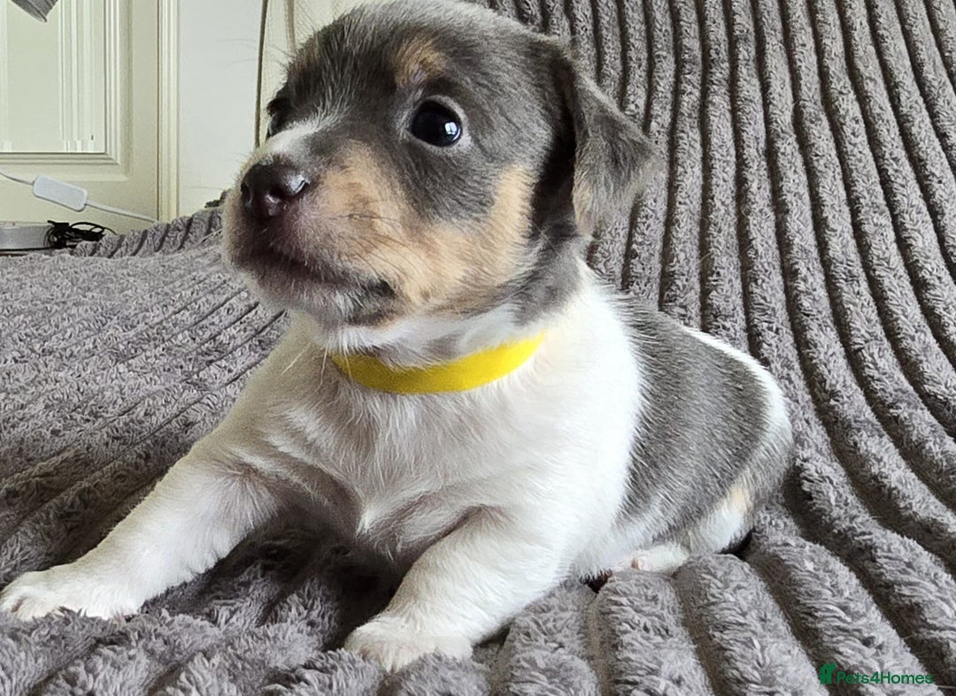 Jack Russell dogs for sale: 🐶 Jack Russell Puppies  – 4 Females & 1 Male 🐶 - Image 10