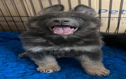 German Shepherd dogs for sale: KC Reg German Shepherd Puppies - Stunning colours  - Image 7