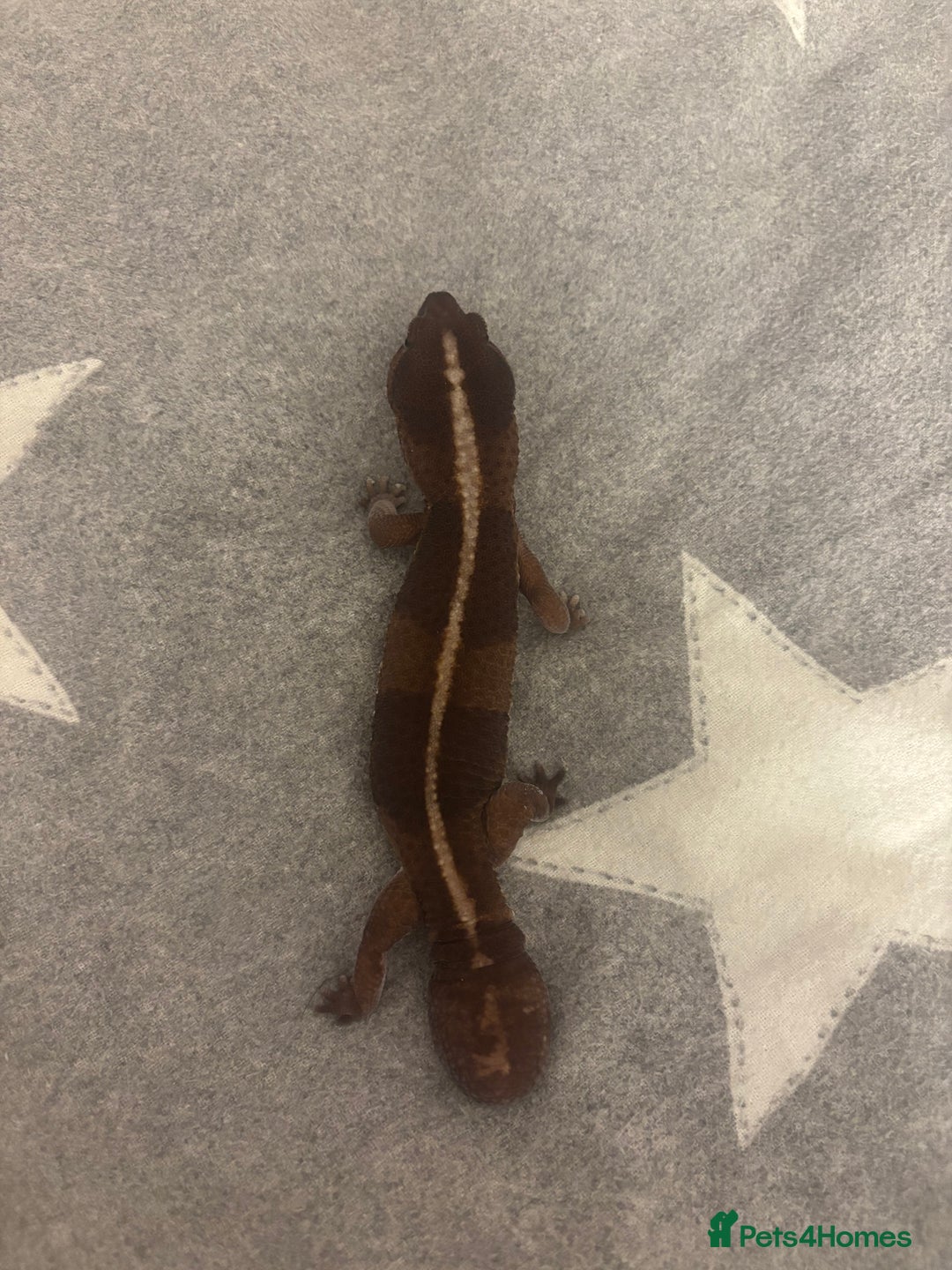 Gecko reptiles for sale: Fat Tailed Gecko for sale! (Enclosure included) - Advert 3