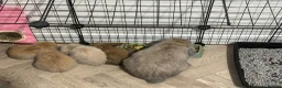 Mixed Breed rabbits for sale: Two Stunning little bunnies - Advert 8