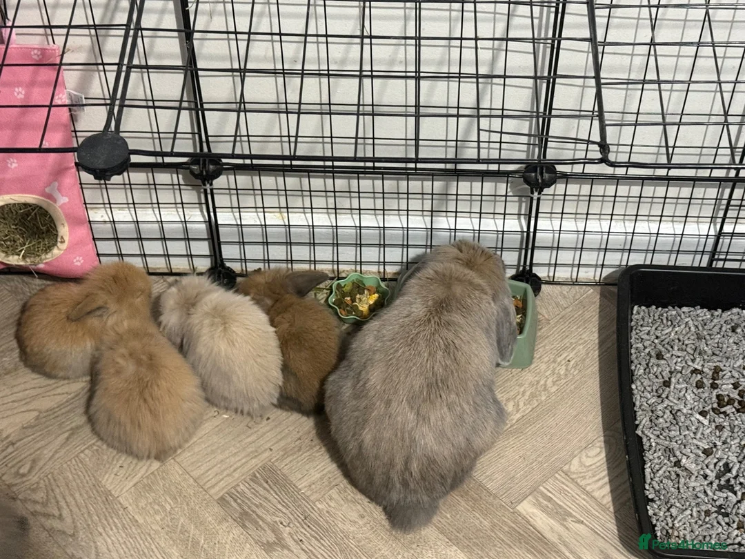Mixed Breed rabbits for sale: Two Stunning little bunnies - Advert 8