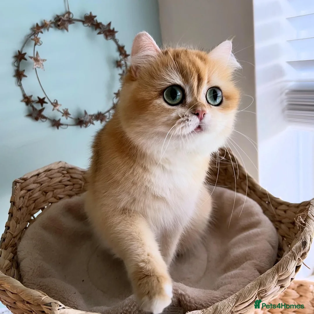 British Longhair cats for sale: Gorgeous Blue Golden British Shorthair  in Worksop - Advert 8